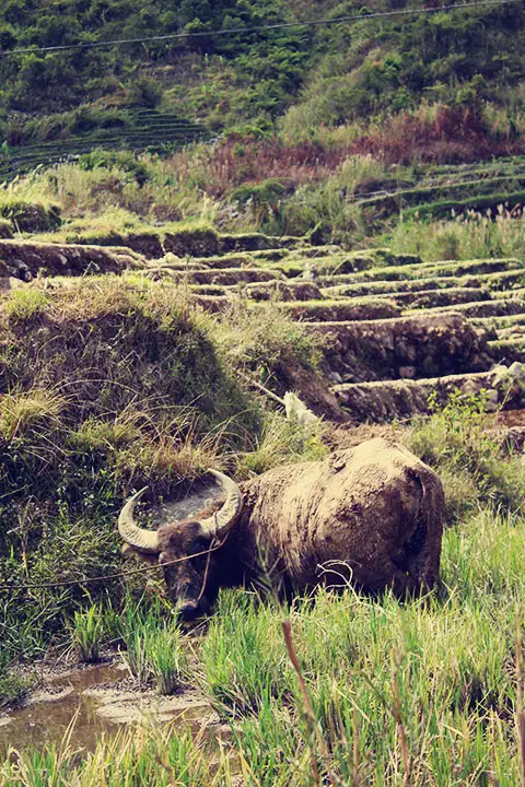 Un buey con la piel llena de lodo nos mira en el camino.